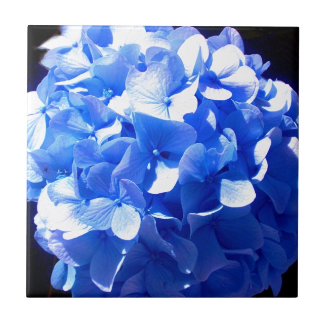 Cobalt blue floral elegant blue hydrangeas  tile (Front)