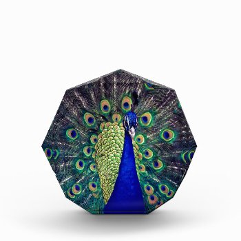 Cobalt Blue Peacock Acrylic Award by leehillerloveadvice at Zazzle