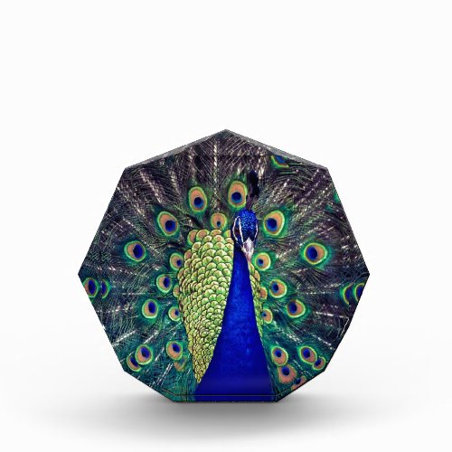 Cobalt Blue Peacock Acrylic Award