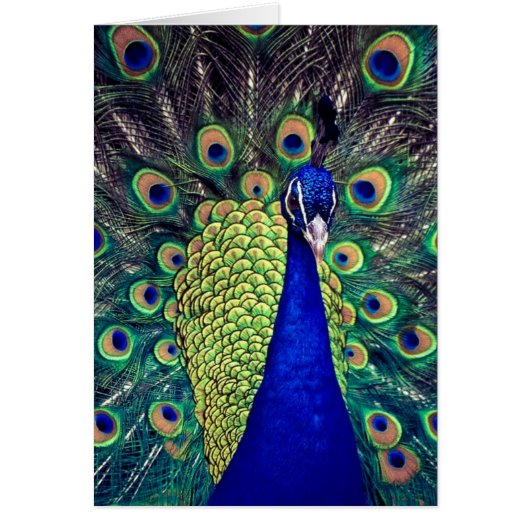 Cobalt Blue Peacock Cards (Front)