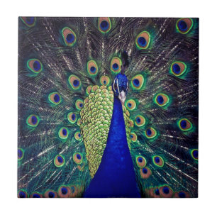 Cobalt Blue Peacock Ceramic Tile