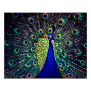 Cobalt Blue Peacock Folded Greeting Card Poster
