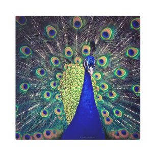 Cobalt Blue Peacock Metal Print