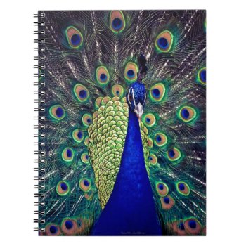 Cobalt Blue Peacock Notebook by leehillerloveadvice at Zazzle