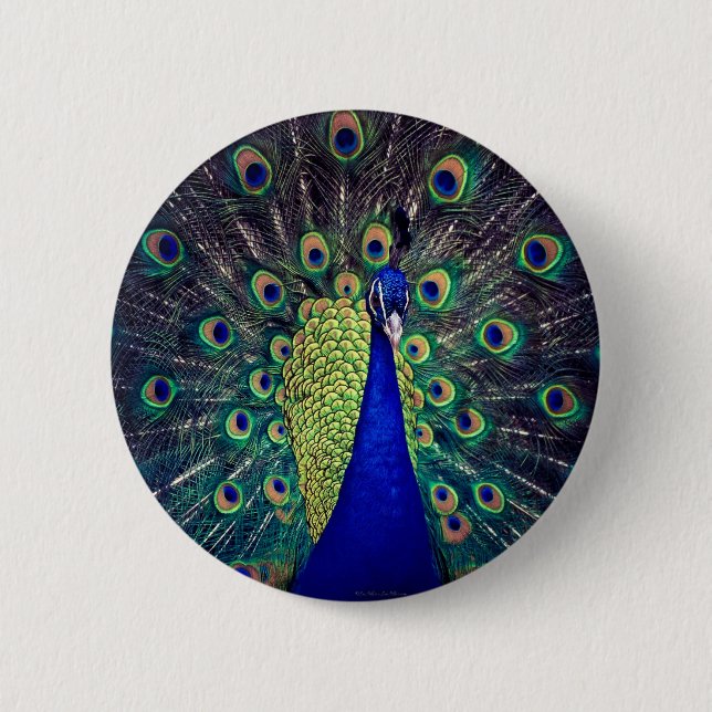 Cobalt Blue Peacock Pinback Button (Front)