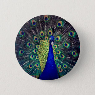 Cobalt Blue Peacock Pinback Button