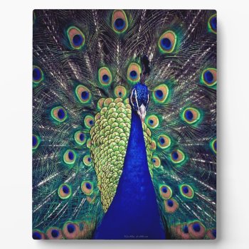 Cobalt Blue Peacock Plaque by leehillerloveadvice at Zazzle