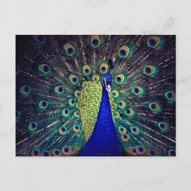 Cobalt Blue Peacock Postcard (Front)