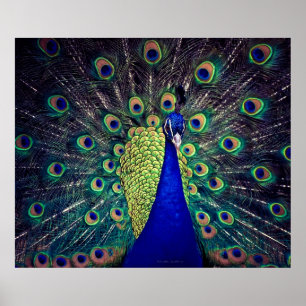Cobalt Blue Peacock  Poster