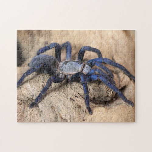 Cobalt Blue Tarantula Spider Jigsaw Puzzle