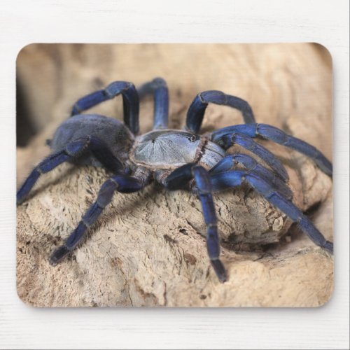 Cobalt Blue Tarantula Spider Mouse Pad