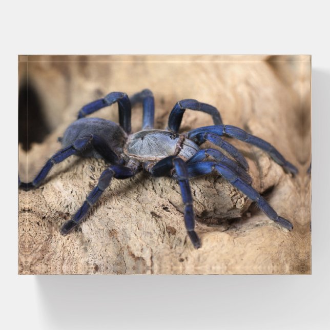 Cobalt Blue Tarantula Spider Paperweight (Front)