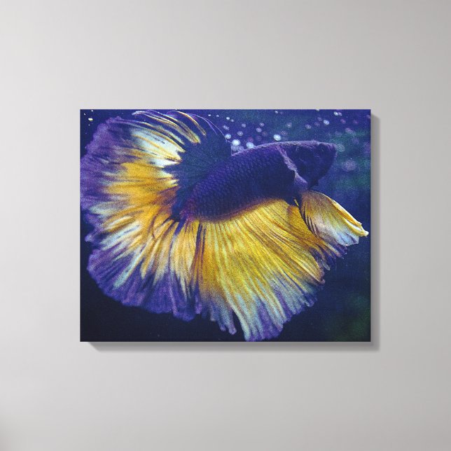 Cobalt, Male Betta Premium Wrapped Canvas (Front)