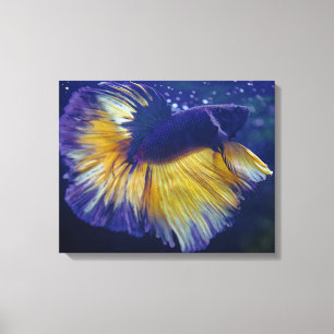 Cobalt, Male Betta Premium Wrapped Canvas Print