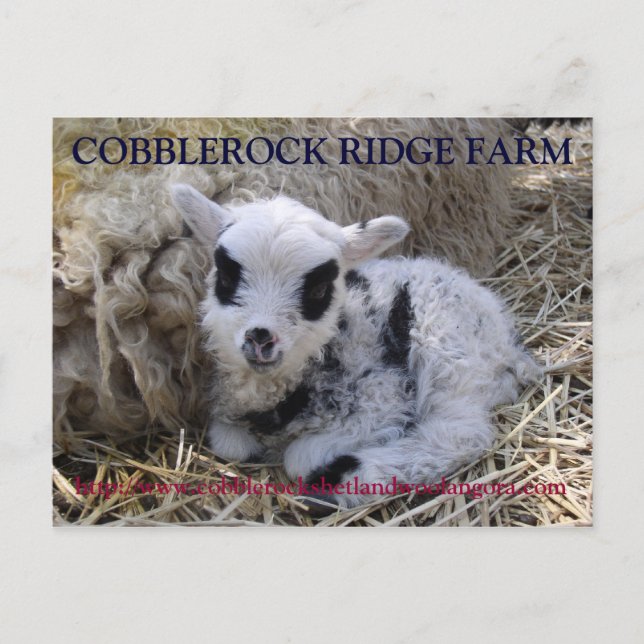 COBBLEROCK RIDGE FARM POST CARD (Front)