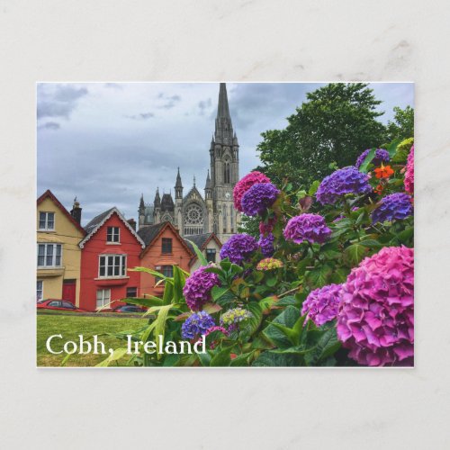 Cobh Ireland Hydrangeas Postcard
