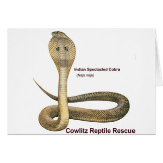 Cobra Cards