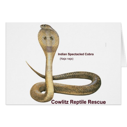 Cobra Cards (Front Horizontal)