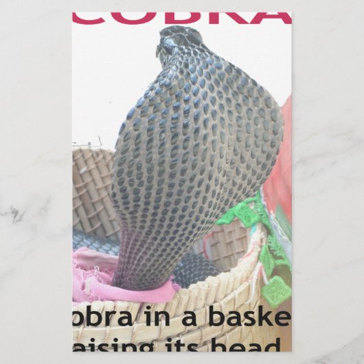 Cobra in a Basket Ready to spit Fire (Front)