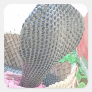 Cobra in Basket Art Print Square Sticker