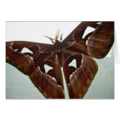 Cobra Moth (Front Horizontal)