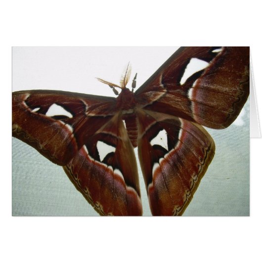 Cobra Moth Cards (Front Horizontal)