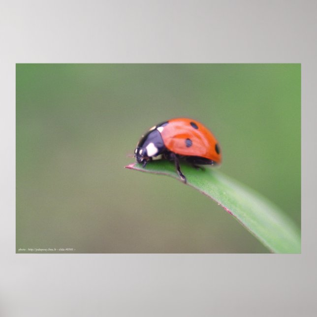 coccinelle poster (Front)