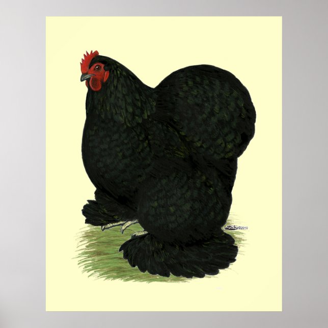 Cochin:  Black Hen Poster (Front)