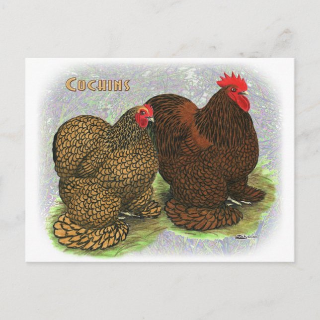 Cochin:  Golden-laced2 Postcard (Front)