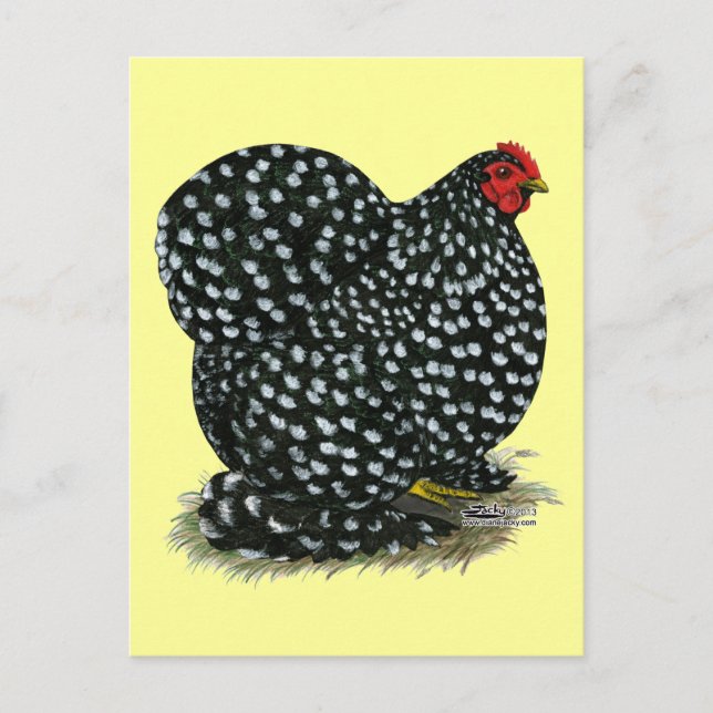 Cochin Mottled Hen Postcard (Front)