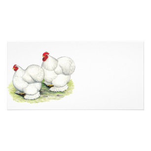 Cochin: White Bantams Card