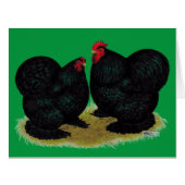 Cochins Black Bantam Pair (Front Horizontal)