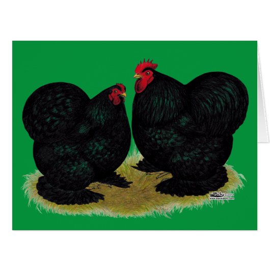 Cochins Black Bantam Pair (Front Horizontal)