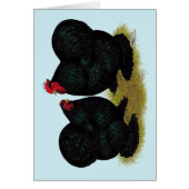 Cochins Black Bantam Pair (Front)