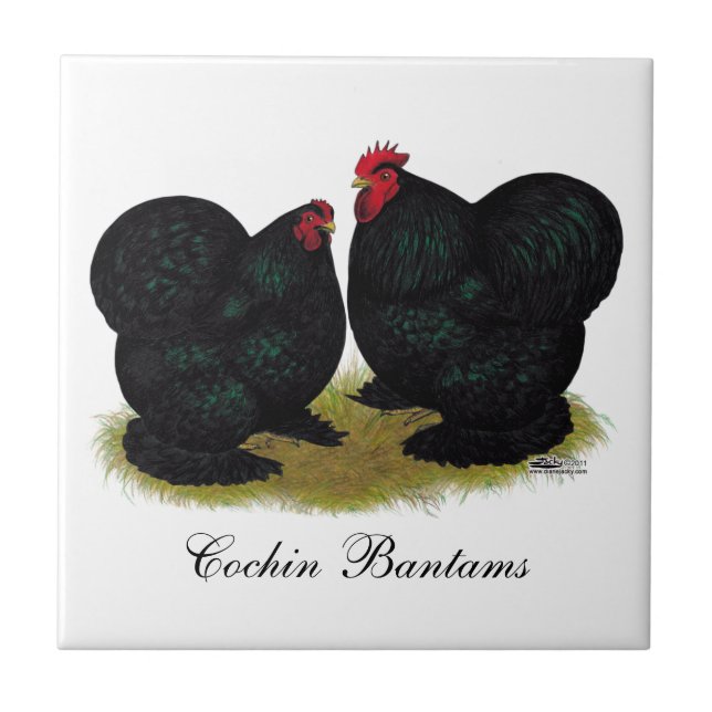 Cochins Black Bantam Pair Tile (Front)
