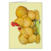 Cochins Buff Pair (Front)