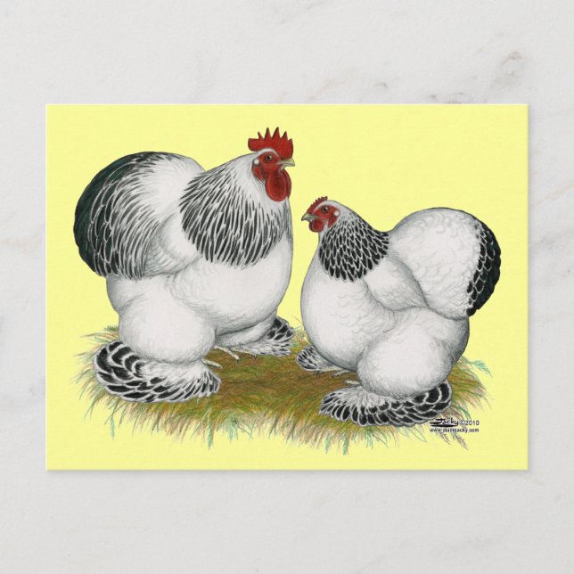 Cochins:  Columbian Bantams Postcard (Front)