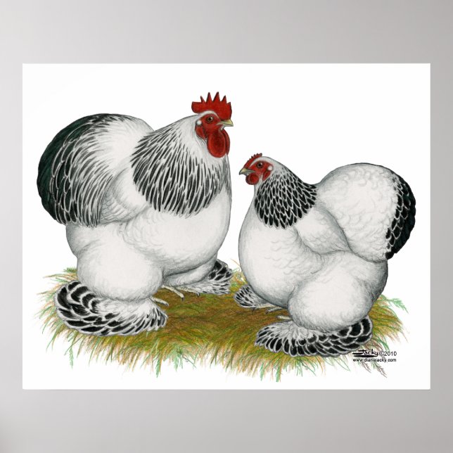 Cochins:  Columbian Bantams Poster (Front)