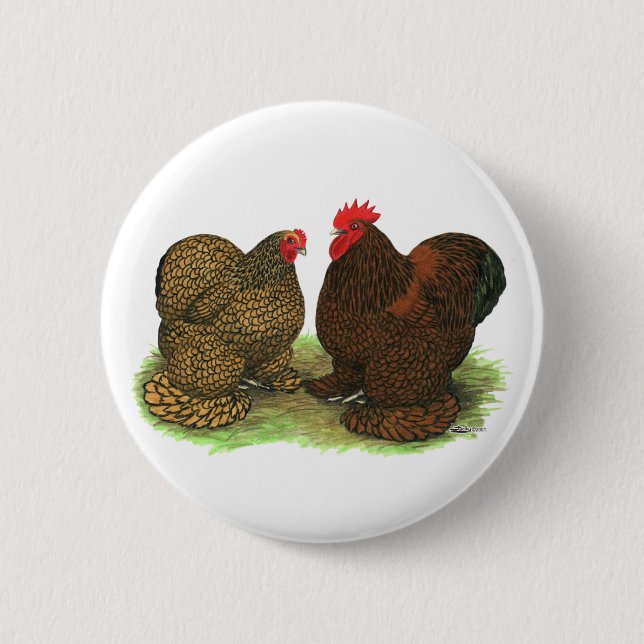 Cochins:  Golden-laced Button (Front)