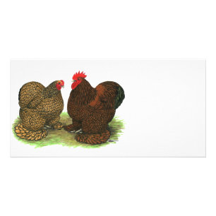 Cochins: Golden-laced Card