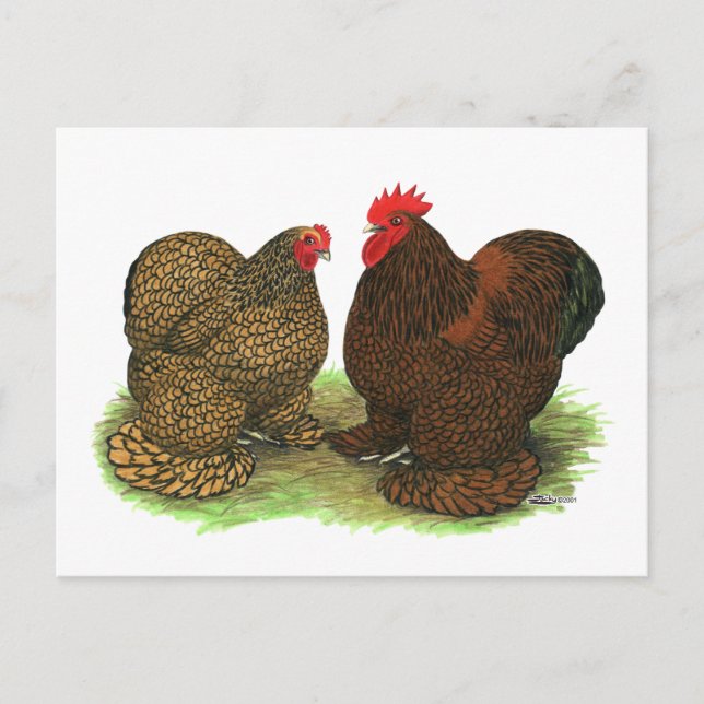 Cochins:  Golden-laced Postcard (Front)