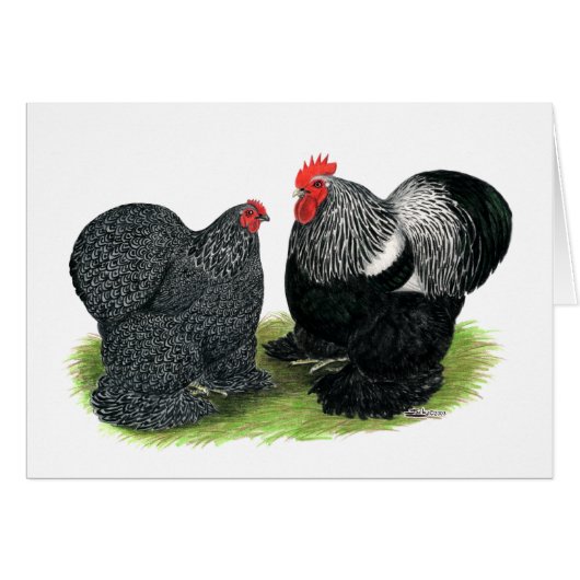 Cochins:  Silver-penciled (Front Horizontal)
