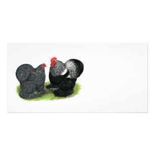 Cochins: Silver-penciled Card