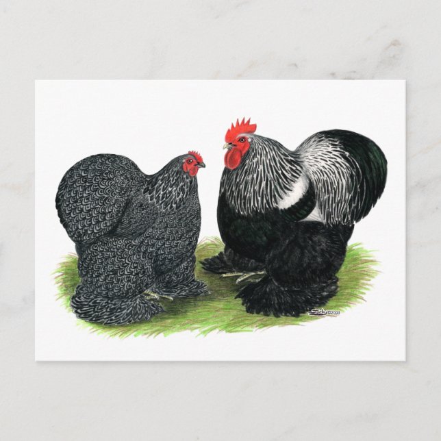 Cochins:  Silver-penciled Postcard (Front)