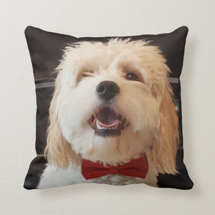 cockapoo pillow