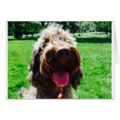 Cockapoo Cards (Front Horizontal)