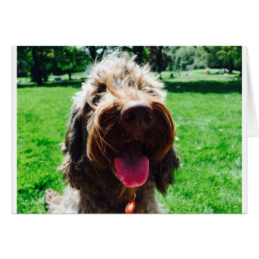 Cockapoo Cards (Front Horizontal)
