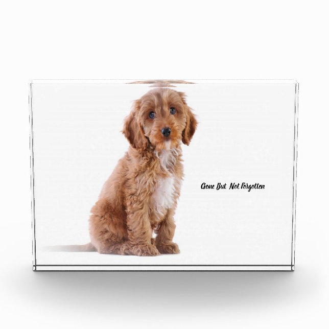 Cockapoo Dog. Acrylic Award (Front)