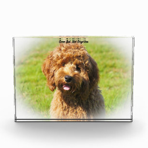 Cockapoo Dog. Acrylic Award