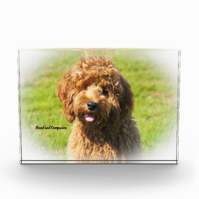 Cockapoo Dog. Photo Block (Front)
